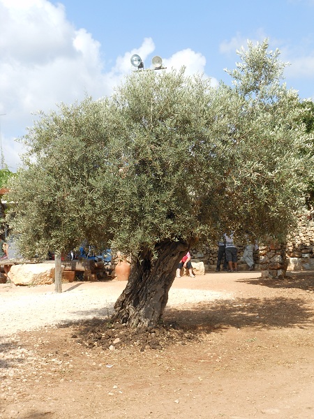 Olive tree