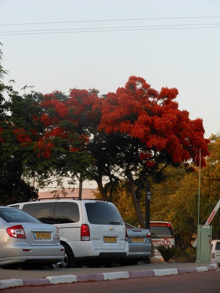 Flame tree