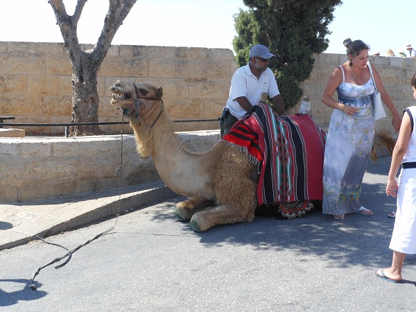 Camel