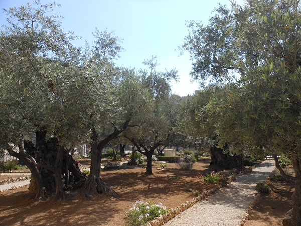 Garden of Gethsemane