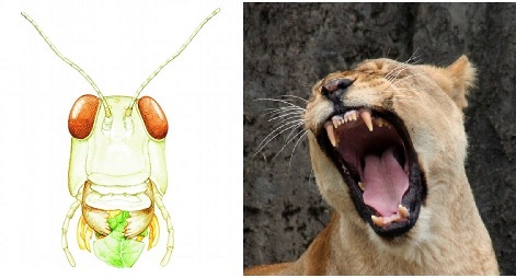locust and lion teeth