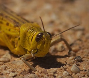 locust head