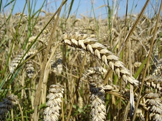 ripe wheat