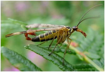 scorpion fly